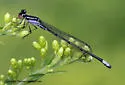 Skimming Bluet - photo 5