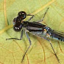 Hagen's Bluet - photo 2