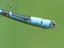 Hagen's Bluet - photo 3