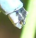 Hagen's Bluet - photo 4