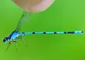 Hagen's Bluet - photo 5