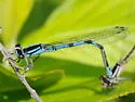 New England Bluet