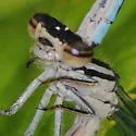 New England Bluet - photo 2