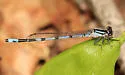 New England Bluet - photo 3