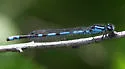 New England Bluet - photo 4