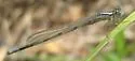 New England Bluet - photo 5