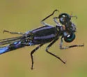 Little Bluet