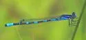 Little Bluet - photo 3