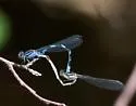 Little Bluet - photo 4