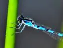 Little Bluet - photo 5