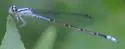 Neotropical Bluet
