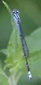 Neotropical Bluet - photo 3
