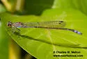Neotropical Bluet - photo 4