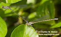 Neotropical Bluet - photo 5