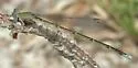 Pale Bluet - photo 2