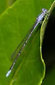 Pale Bluet - photo 3
