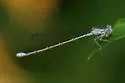 Pale Bluet - photo 4
