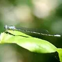 Pale Bluet - photo 5