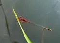 Scarlet Bluet