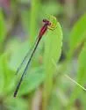 Scarlet Bluet - photo 2