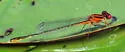 Scarlet Bluet - photo 3
