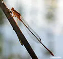 Florida Bluet