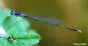 Florida Bluet - photo 2