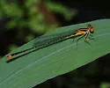 Florida Bluet - photo 3