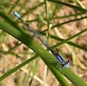 Arroyo Bluet