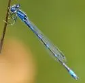 Arroyo Bluet - photo 3