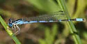 Arroyo Bluet - photo 4