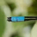 Arroyo Bluet - photo 5