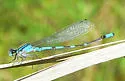 Pine Barrens Bluet