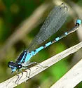Pine Barrens Bluet - photo 2