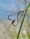 Pine Barrens Bluet - photo 3