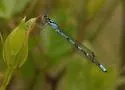 Pine Barrens Bluet - photo 4