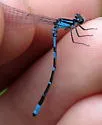 Pine Barrens Bluet - photo 5