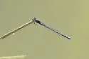Claw-tipped Bluet