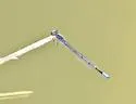 Claw-tipped Bluet - photo 2