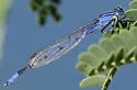 Claw-tipped Bluet - photo 3