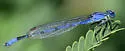 Claw-tipped Bluet - photo 4