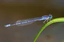 Claw-tipped Bluet - photo 5