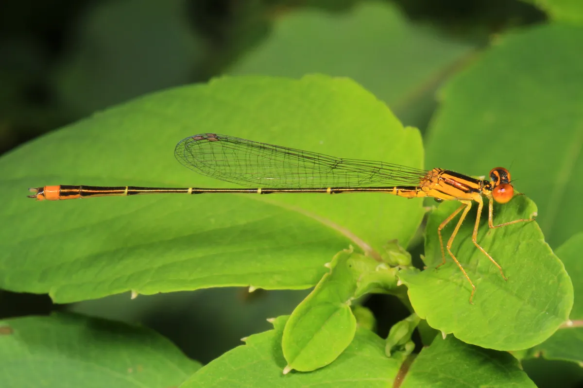 Orange Bluet - photo 3