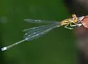 Golden Bluet - Enallagma sulcatum