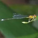 Golden Bluet - photo 2