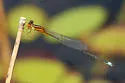 Golden Bluet - photo 4