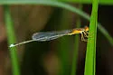 Golden Bluet - photo 5