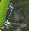 Slender Bluet - photo 2