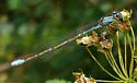 Slender Bluet - photo 3