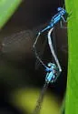 Slender Bluet - photo 5